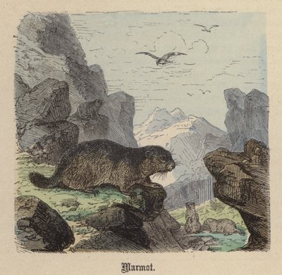 Marmota de Friedrich Specht