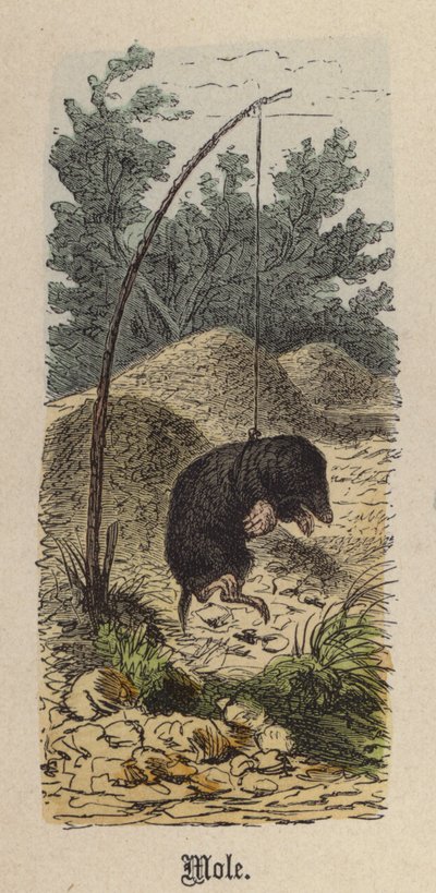 Topo de Friedrich Specht