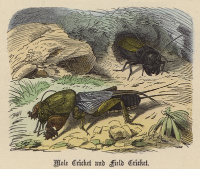 Grillo Topo y Grillo de Campo de Friedrich Specht