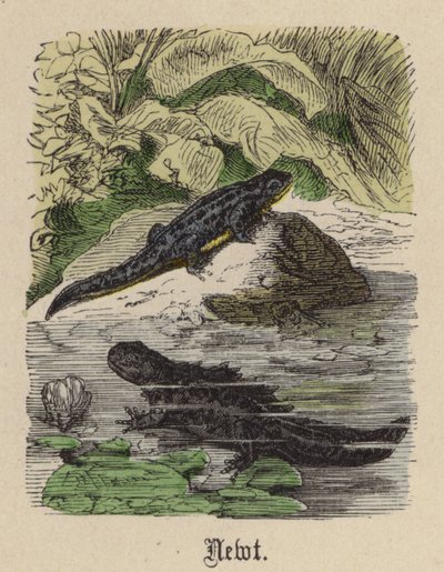 Tritón de Friedrich Specht