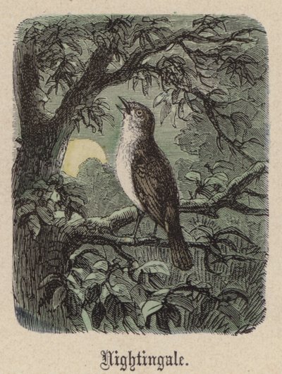 Ruiseñor de Friedrich Specht