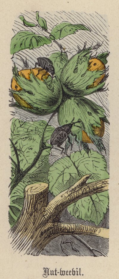 Gorgojo de la Nuez de Friedrich Specht