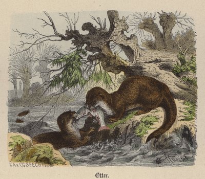 Nutria de Friedrich Specht