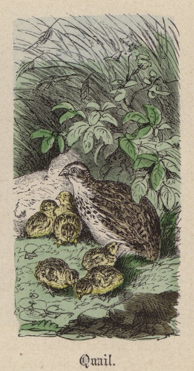 Codorniz de Friedrich Specht