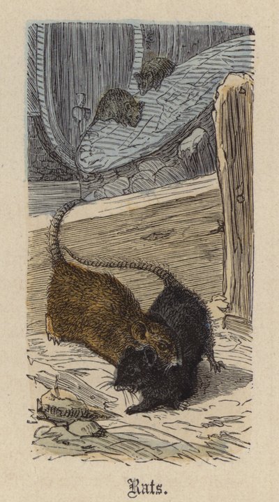 Ratas de Friedrich Specht