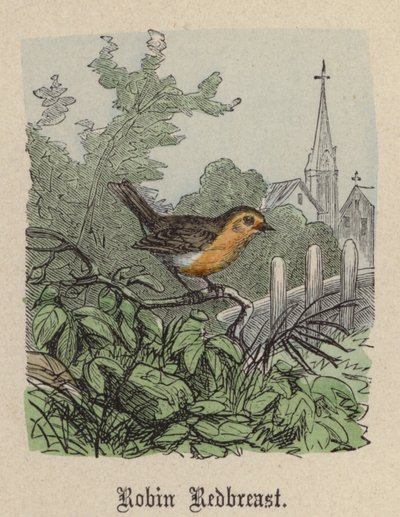 Petirrojo de Friedrich Specht