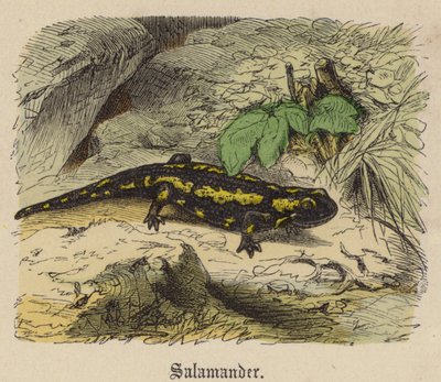 Salamandra de Friedrich Specht