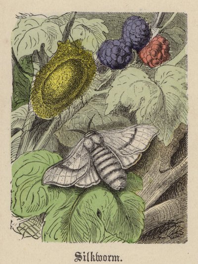 Gusano de Seda de Friedrich Specht