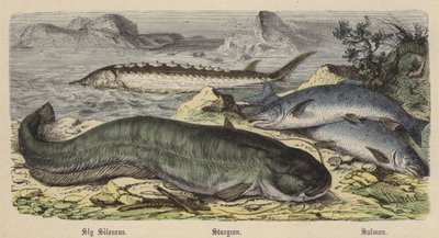 Siluro astuto, esturión, salmón de Friedrich Specht