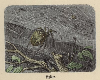 Araña de Friedrich Specht