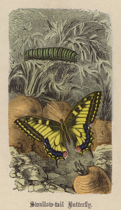 Mariposa Cola de Golondrina de Friedrich Specht