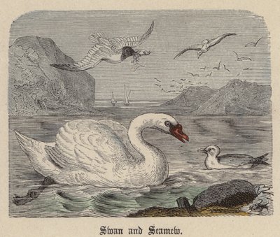 Cisne y gaviota de Friedrich Specht
