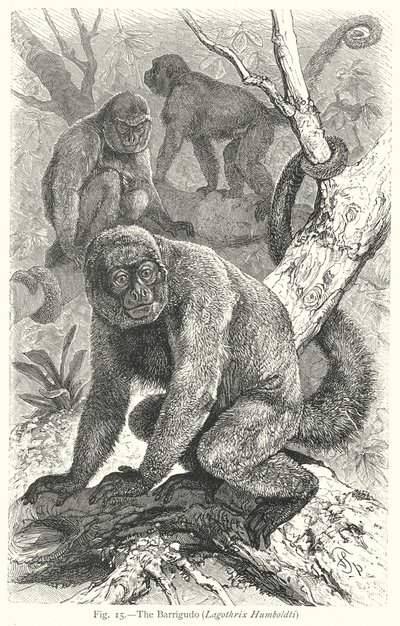 El Barrigudo (Lagothrix Humboldti) (grabado) de Friedrich Specht