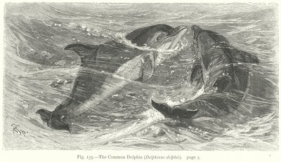 El delfín común (Delphinus Delphis) (grabado) de Friedrich Specht