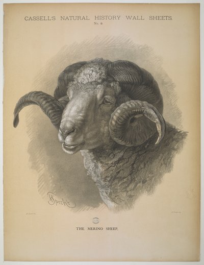 La oveja merina, de 