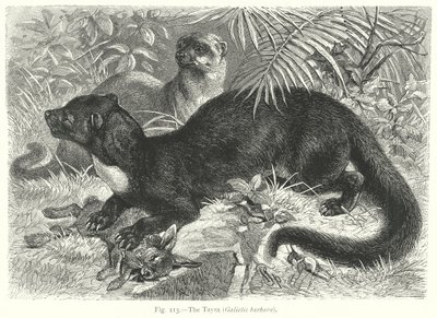 La Tayra (Galictis Barbara) (grabado) de Friedrich Specht