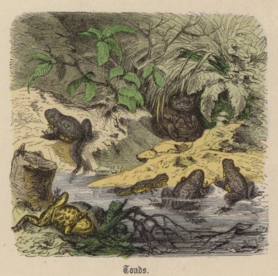Sapos de Friedrich Specht