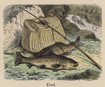 Trucha de Friedrich Specht