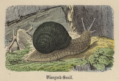 Caracol de viñedo de Friedrich Specht