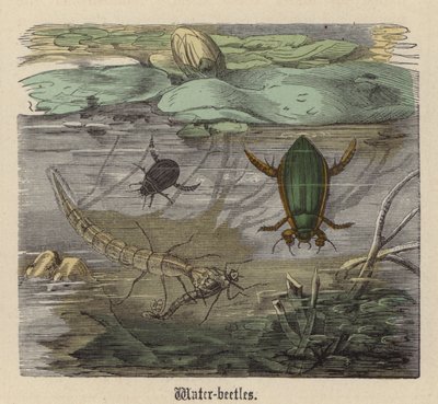 Escarabajos de Agua de Friedrich Specht