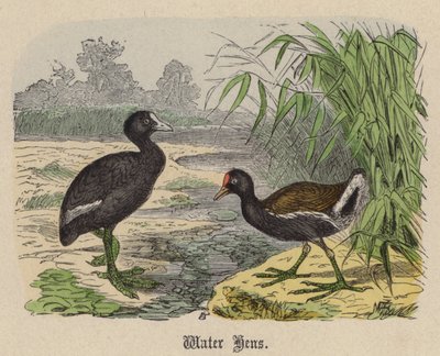 Gallinas de agua de Friedrich Specht