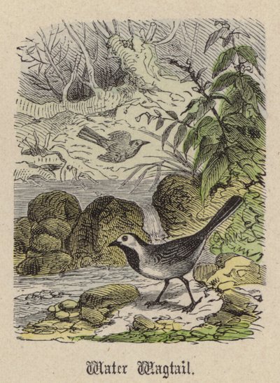 Lavandera de Friedrich Specht