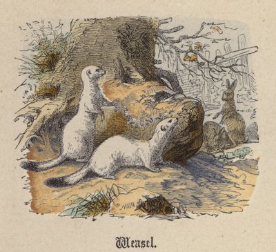 Comadreja de Friedrich Specht
