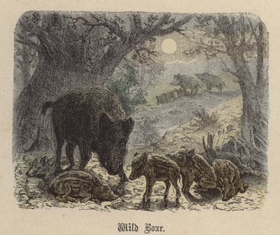Jabalí de Friedrich Specht