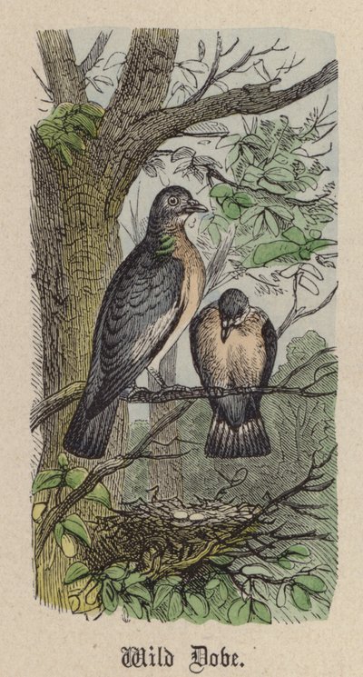 Paloma Salvaje de Friedrich Specht