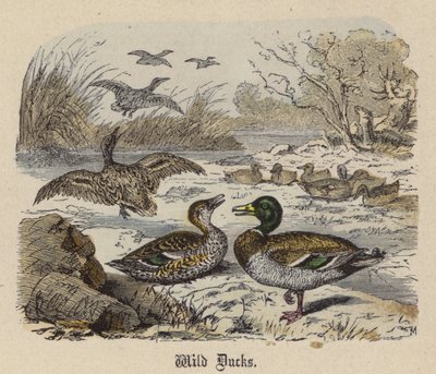 Patos salvajes de Friedrich Specht