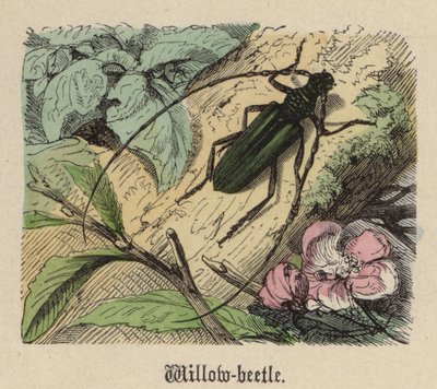 Escarabajo del sauce de Friedrich Specht
