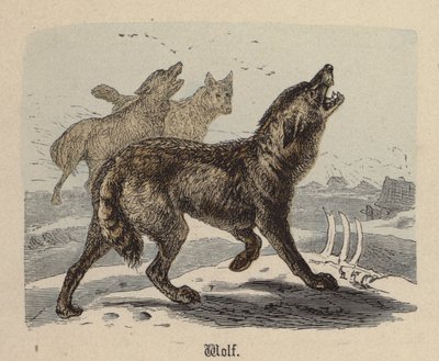 Lobo de Friedrich Specht