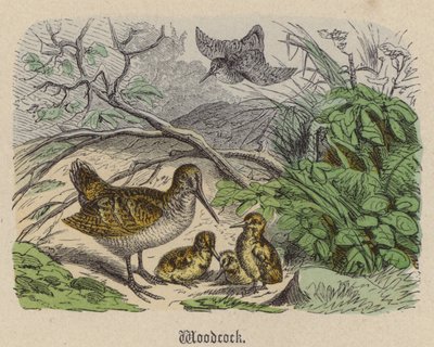 Becada de Friedrich Specht