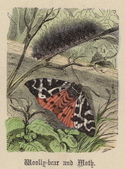 Oruga lanuda y polilla de Friedrich Specht