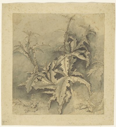 Estudio de una planta de cardo y un cultivo menor de G. Hamilton (possibly)
