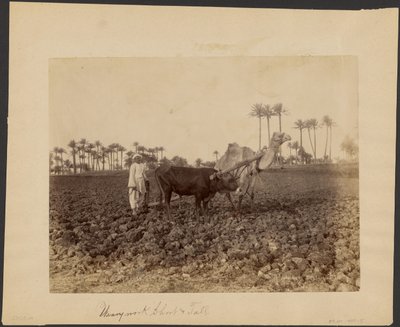 Camello arador de G. Lekegian