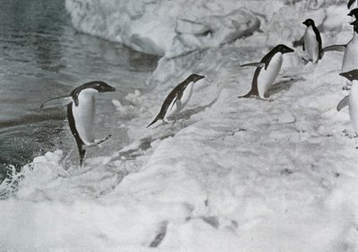 Pingüinos saltando sobre el borde de hielo, c1911, 1913 de G. Murray Levick