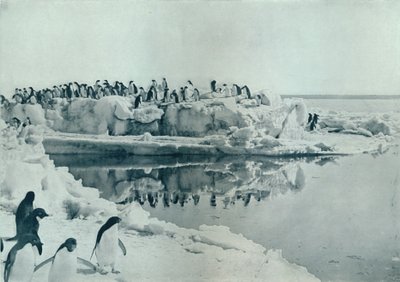 Pingüinos en el Hielo, c1911, 1913 de G. Murray Levick