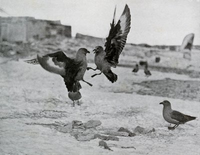 Gaviotas Skua peleando por un trozo de grasa, 1911, 1913 de G. Murray Levick