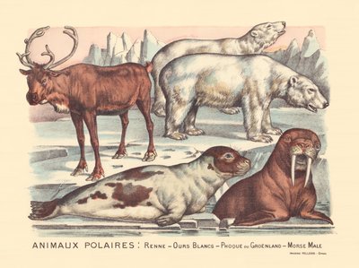 Página 14: Animales polares: renos, osos polares, foca arpa, morsa macho de Gabriel Gostiaux