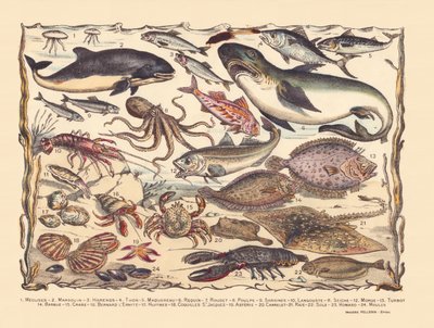 Página 16: Medusa, marsopa, arenque, atún, caballa, tiburón, mújol, pulpo, sardinas, langosta, sepia, bacalao, rodaballo, barba, cangrejo, ermitaño Bernard, ostras, vieiras, asteria, teja, raya, lenguado, langosta, mejillones de Gabriel Gostiaux