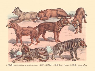Página 13: Pumas o leones plateados o leones americanos Lobo, chacal, hiena barrada africana, hiena de crin asiática de Gabriel Gostiaux