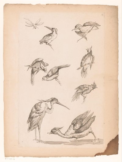 Ocho pájaros chinos, incluidos martines pescadores, una garza, un pato y una libélula Varias aves chinas (título de la serie) Livre des differentes éspeces d