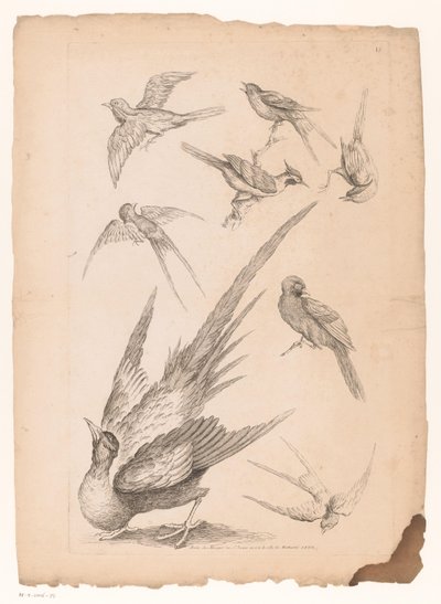 Ocho pájaros chinos, posiblemente incluidas las aves del paraíso. Varias aves chinas (título de la serie) Livre des differentes éspeces d