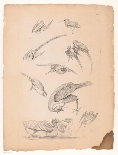 Once pájaros chinos, incluidos patos y cotorras. Varias aves chinas (título de la serie) Livre des differentes éspeces d