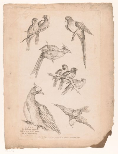 Nueve pájaros chinos Varias aves chinas (título de la serie) Livre des differentes éspeces d