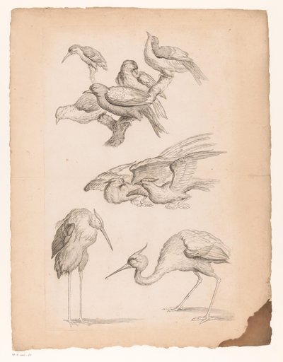 Nueve pájaros chinos, incluidas garzas y un martín pescador. Varias aves chinas (título de la serie) Livre des differentes éspeces d