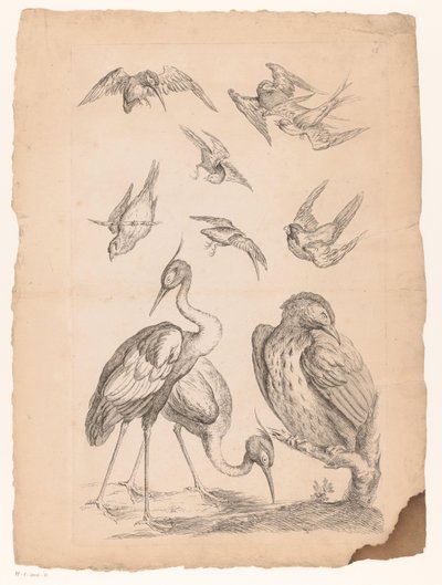 Diez pájaros chinos, incluidas dos garzas y un martín pescador. Varias aves chinas (título de la serie) Livre des differentes éspeces d