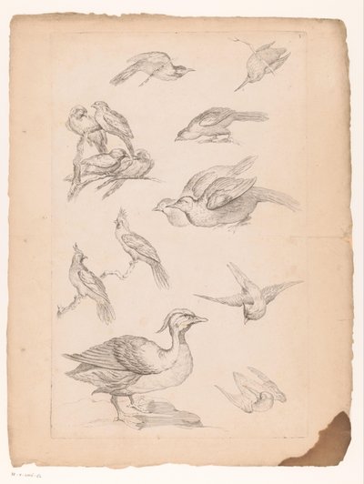 Catorce pájaros chinos, incluidos patos y martines pescadores. Varios pájaros chinos (título de la serie) Livre des differentes éspeces d