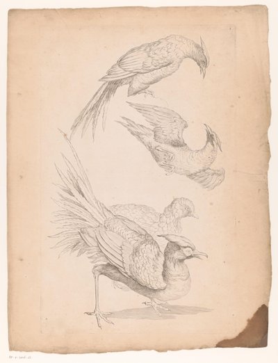 Cuatro pájaros chinos, posiblemente aves del paraíso Varias aves chinas (título de la serie) Livre des differentes éspeces d